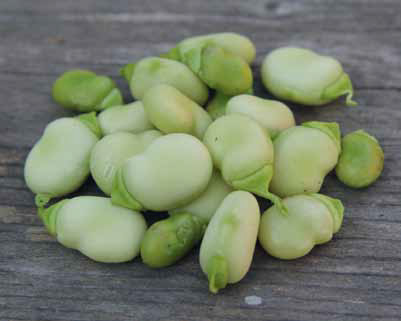 Ребенок хочет посадить огород? Выращивайте бобы - «Дом»