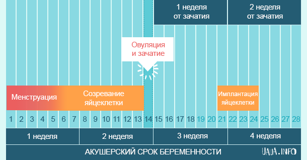 Зачатие беременность по дням до задержки