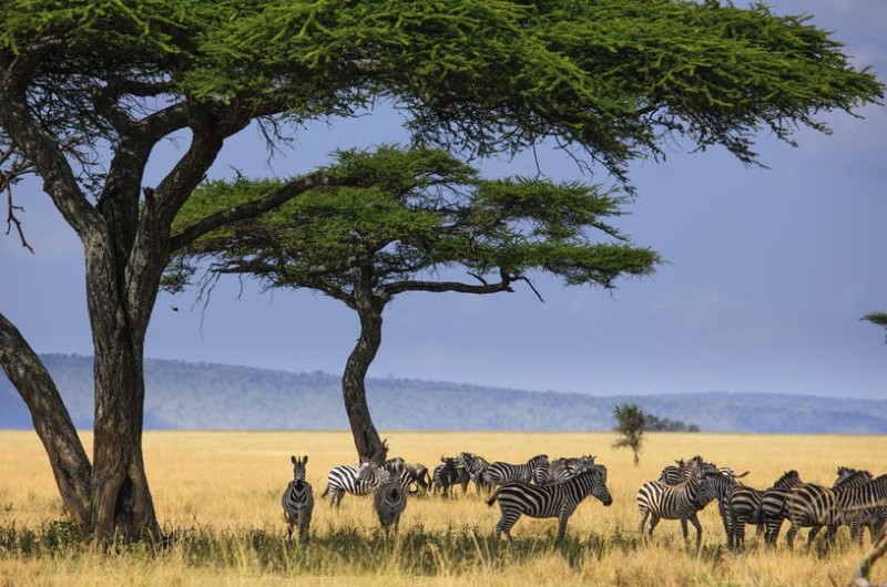 5 фильмов о природе и животных, которые помогут расслабиться не хуже медитации - «Стиль жизни»