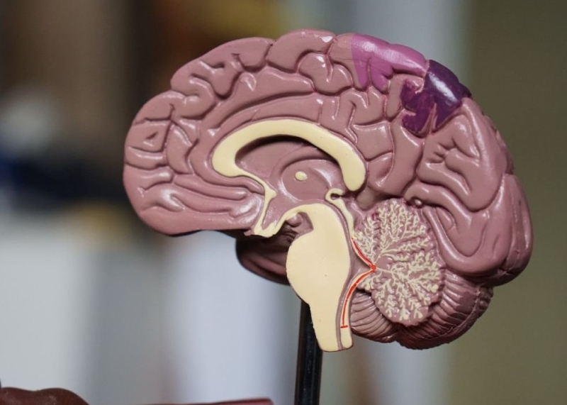 Антидепрессанты изменяют структуру мозга - «Новости сегодня»